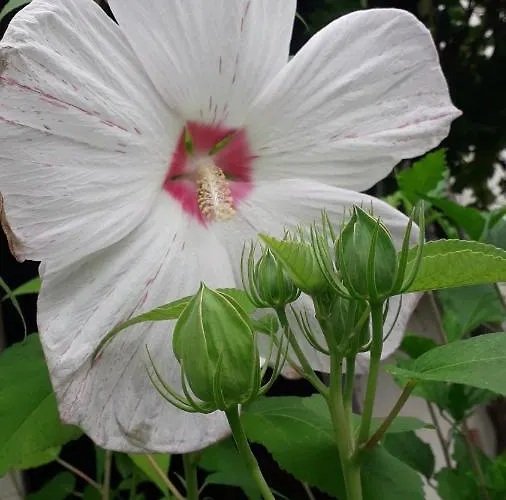 Апартаменты Sommerfrische Хинтерхермсдорф